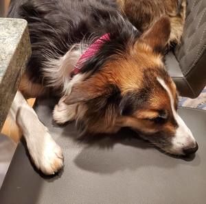 Meet your Posher, Janey